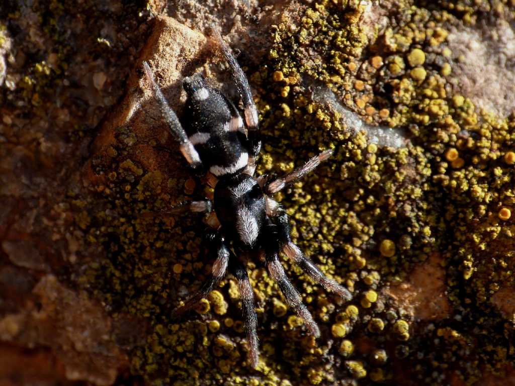 Poecilochroa sp. - Tolfa (RM)